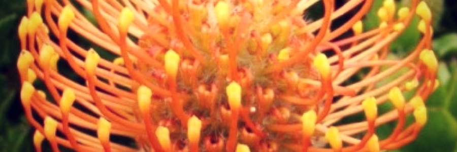 GansbaaiInColour_Orange_1505116371