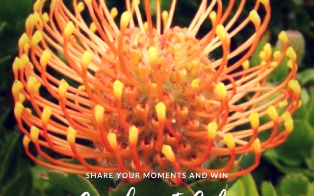 GansbaaiInColour_Orange_1505116371