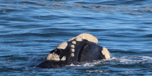 1_20170813_DC_Trip1_SHoerbst_IMG_19_580x388_1504598382