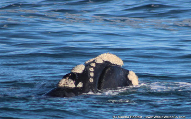 1_20170813_DC_Trip1_SHoerbst_IMG_19_580x388_1504598382