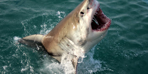 20170906_SF_Trip1_KBaker_IMG_090_1504780820