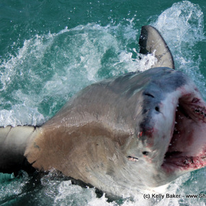 20170906_SF_Trip1_KBaker_IMG_115_1504780819