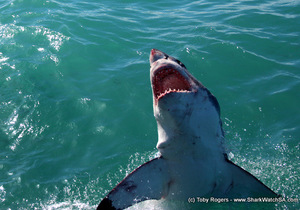 Shark Update 06 September 2017