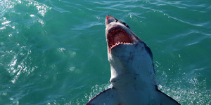 20170906_SF_Trip2_TRogers_IMG_011_001_1504780821