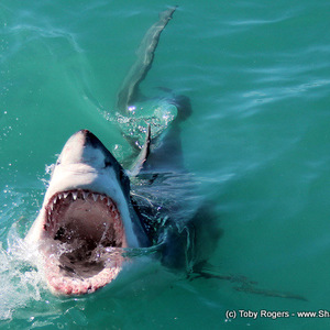 20170906_SF_Trip2_TRogers_IMG_085_001_1504780818