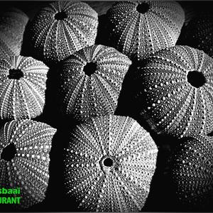 Annetjie Visagie se swart en wit foto â€œPampoentjiesâ€ het aan haar â€˜n welverdiende goue toekenning besorg.  