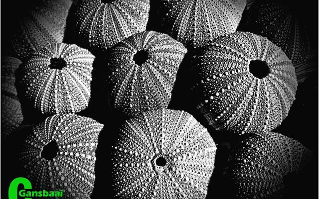 Annetjie Visagie se swart en wit foto â€œPampoentjiesâ€ het aan haar â€˜n welverdiende goue toekenning besorg.  