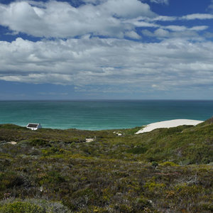 Fynobos and Whale Watching at De Hoop