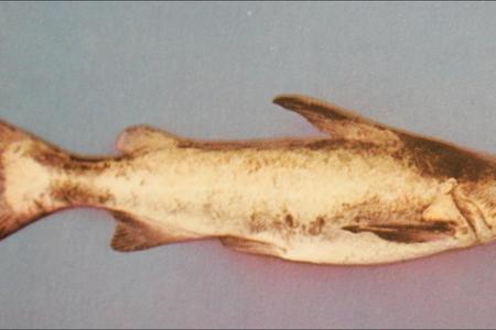 Die baber, ook bekend as kortbroek hier by ons, is nie een van die populÃªrste visse nie, maar maak hom gerus gaar, dan gesels ons weer.