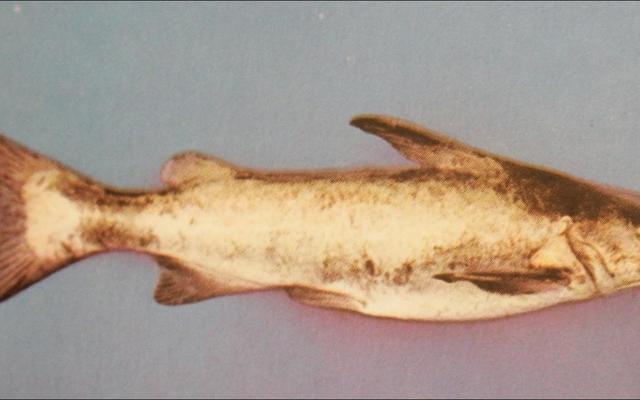 Die baber, ook bekend as kortbroek hier by ons, is nie een van die populÃªrste visse nie, maar maak hom gerus gaar, dan gesels ons weer.