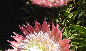 Seemeeu 3/2017: God se Woord verander ons