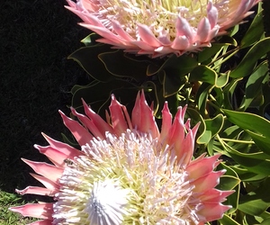 Seemeeu 3/2017: Bybel in Afrikaans