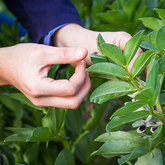 Vegetable garden in front of Cottages
