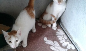 House needed for Tiff & Griff 