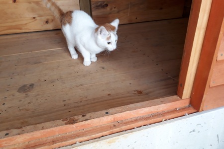 Tiff_Griff_new__1508483687