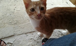 Elvis and Johnny looking for a home