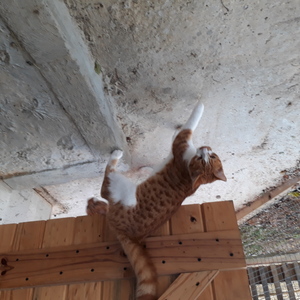 Elvis_Johnny_4__1508484614