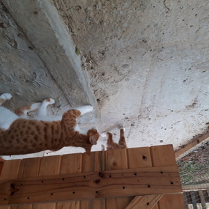 Elvis_Johnny_5__1508484616