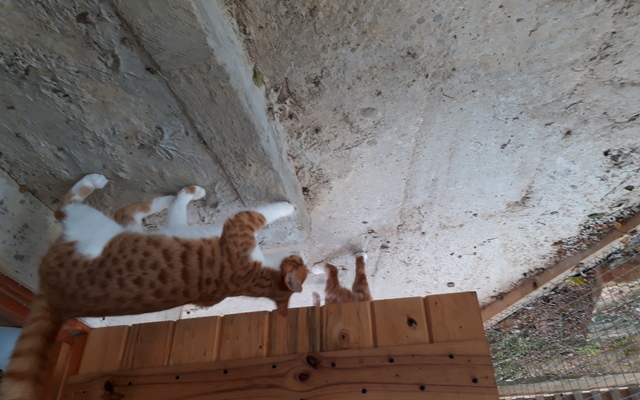 Elvis_Johnny_5__1508484616