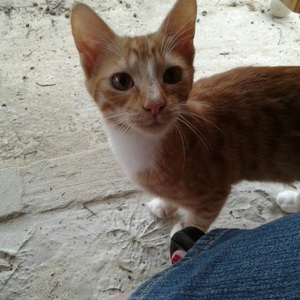 Elvis_Johnny_new_1508484613