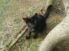 Zorro looking for a home