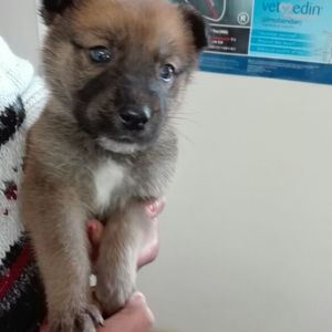 Veters_2__1508485817