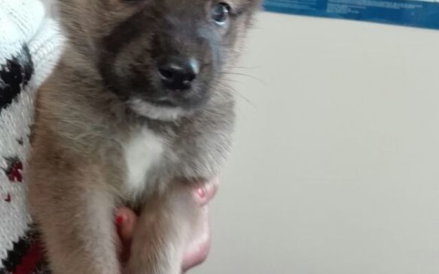 Veters_2__1508485817