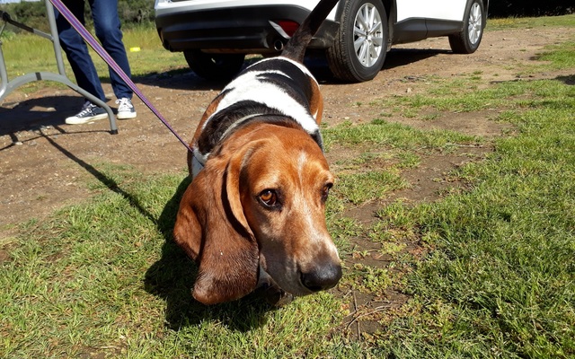 Nose_To_Tail_2017_10_new_1508486433