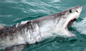 Shark Update 22 October 2017