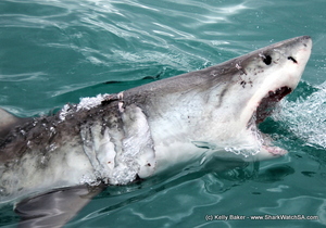 Shark Update 22 October 2017