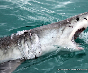 Shark Update 22 October 2017