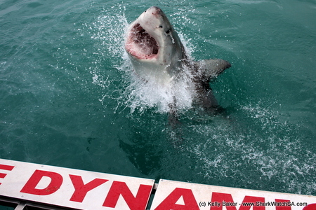 IMG_1382_001_1508769225