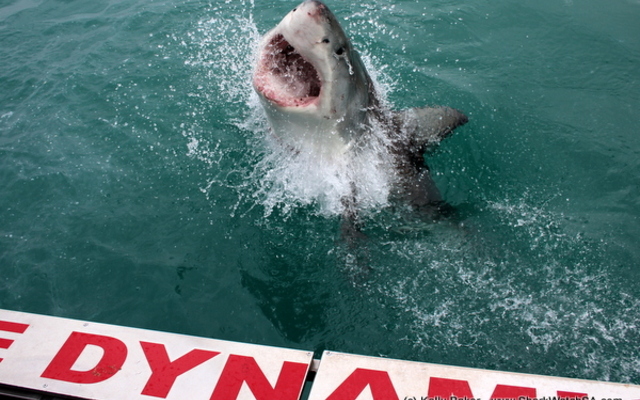 IMG_1382_001_1508769225