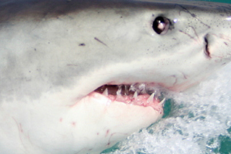 Untitled_design_9__1508769224