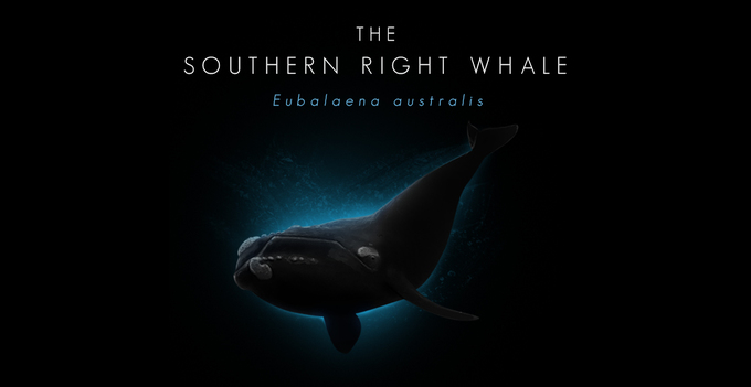 The Southern Right Whale