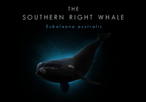 The Southern Right Whale [infographic]