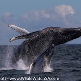 Experience this! Whale Watching with Dyer Island Cruises