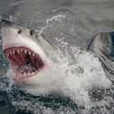 Great White Shark