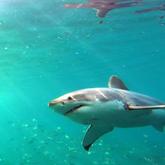 Great White Shark Underwater