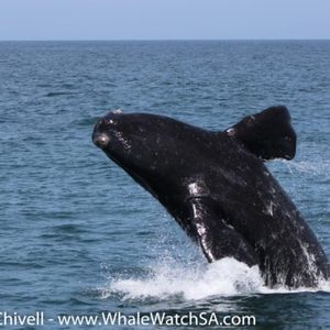 IMG_1043_1_580x387_1509634000