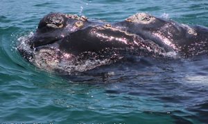 Whale Watching Trip 01 November 2017