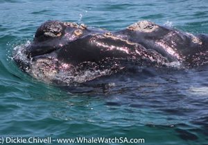 Whale Watching Trip 01 November 2017