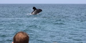 IMG_1097_580x387_1509634001