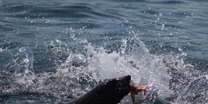 IMG_1154_580x383_1509634003