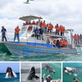 Whale Watching and Marine Big 5 Tours with Dyer Island Cruises