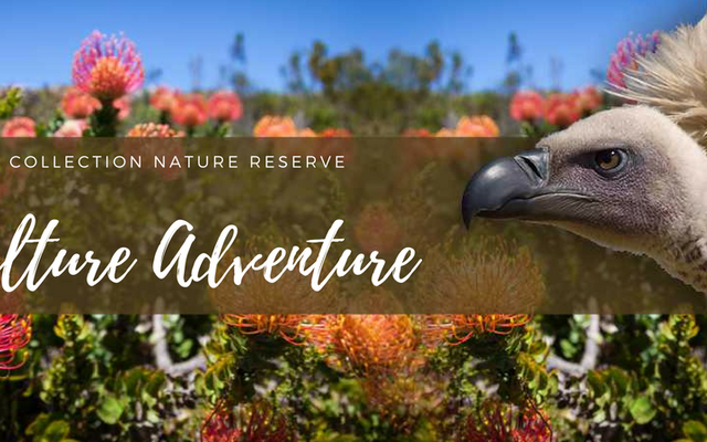 The Vulture experience at De Hoop The Vulture experience at De Hoop