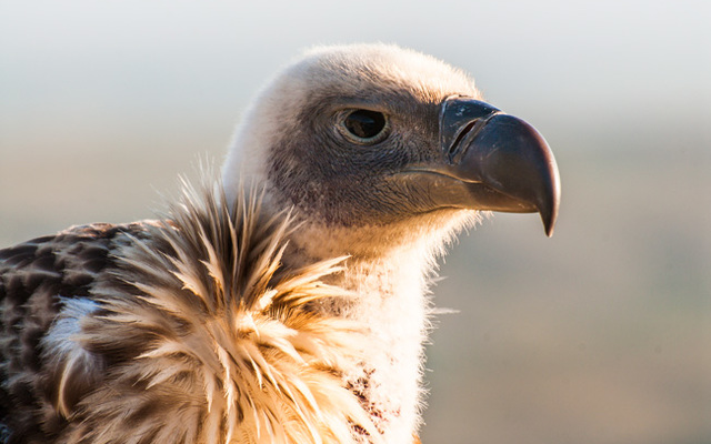 Vulture at De Hoop Vulture at De Hoop