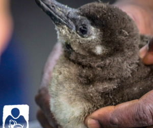 Earning our colours, a quick guide to our age