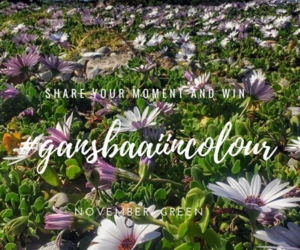 November colour is green - #GansbaaiInColour