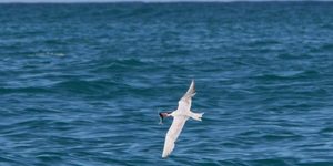 115A1149_580x410_1511593412